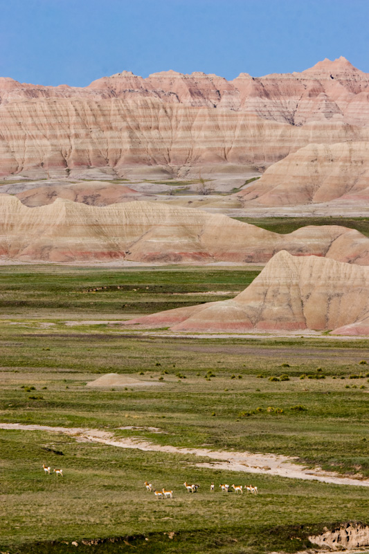 Pronghorn Herd In Badlands